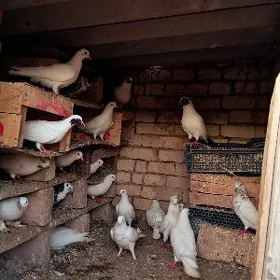 KEPDERI