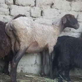 guzly goyun cebiş