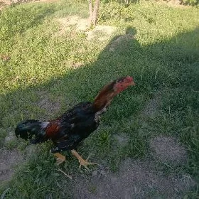 horaz