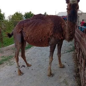 Boğaz duýe