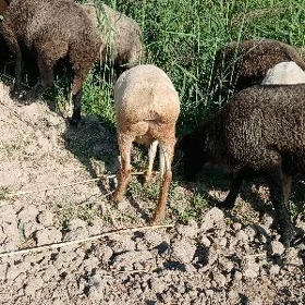 kockarlar