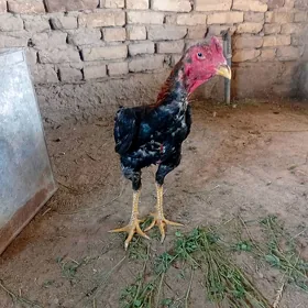 horaz