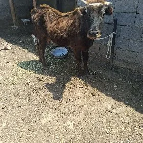 gysyr sygyr