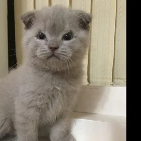 котята