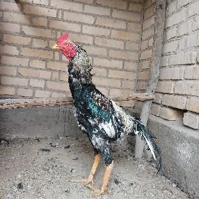 baysok
