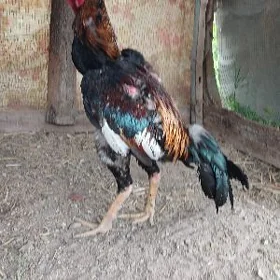 baysok