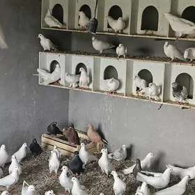 Кепдери