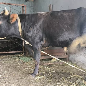 Ökiz