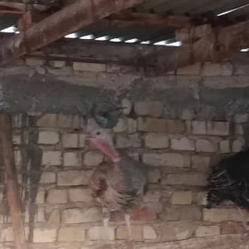 induk makiyan