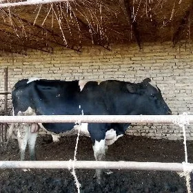 ökuzler
