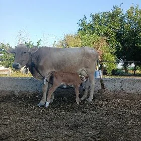 Goleli sygyr