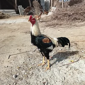 Baysok horaz