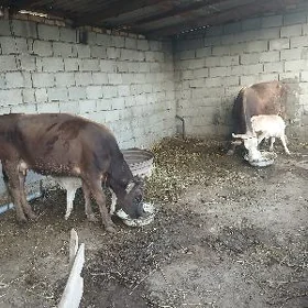 goleli sygyr