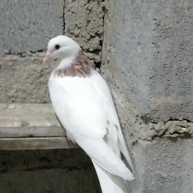 kepderi