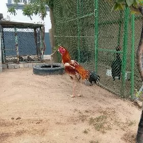 taşgent horoz