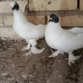 kepderi