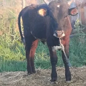 öküz