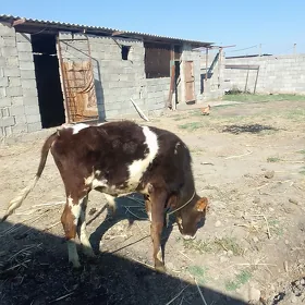 göle ökuz