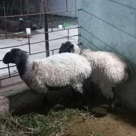 Goÿun işşek