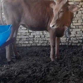 Göle