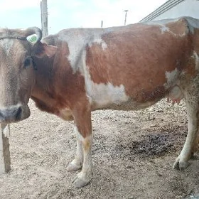 sgyr geli