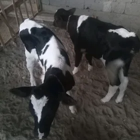 Arginal Galysteyin ala okuzler