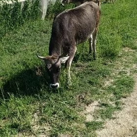 Tüwe