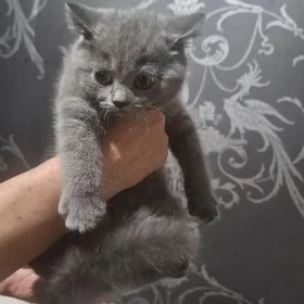 домашние животные