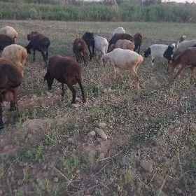 Koyunlar