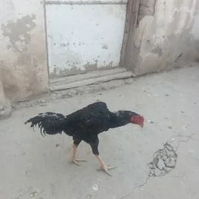 horaz juyje 7aylyk 2sy