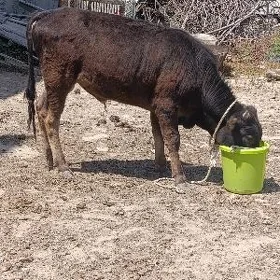 ÖKÜZ ŞWES