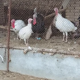 induk