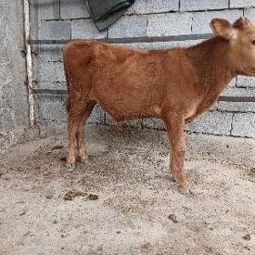 őkiz