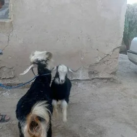 Owlagly geci