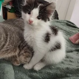 котенок /пищик