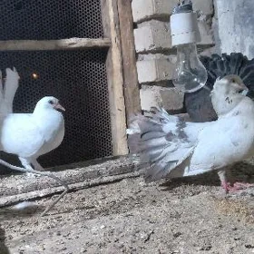 kepderi pawlin