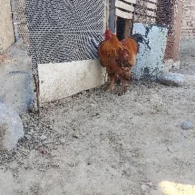 Brama