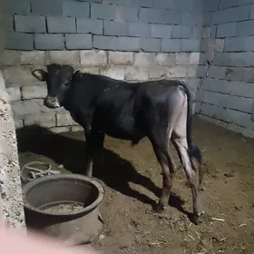 öküzçe