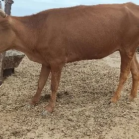 Sygyr