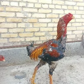 хораз