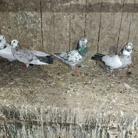 kepderi