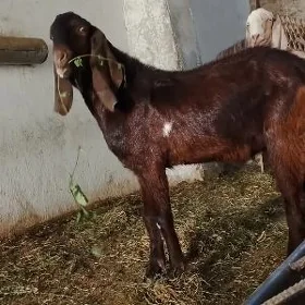 Pakistan teke