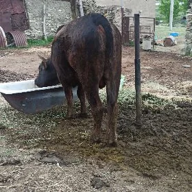 gurwanliga öküz