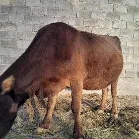 Göleli sygyr