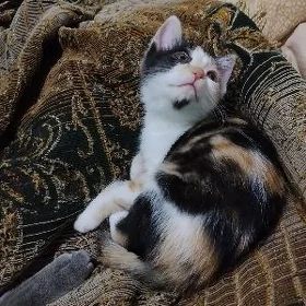 котенок