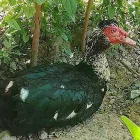 towuk ördek towşon