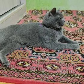 кот