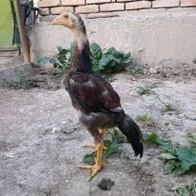О ШАМО ХОРАЗ ЖУЖЕ