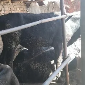 öküz