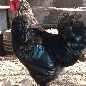 Dominant porada